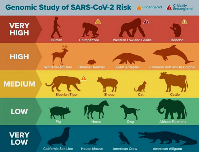 미국 데이비스 캘리포니아 대학의 해리스 르윈 진화생태학 교수팀은 SARS 코로나 바이러스 감염 위험을 동물별로 구분하였다.고양이는 중간 단계이며,개는 낮은 단계에 해당한다고 밝혔다.(출처:scitechdaily)