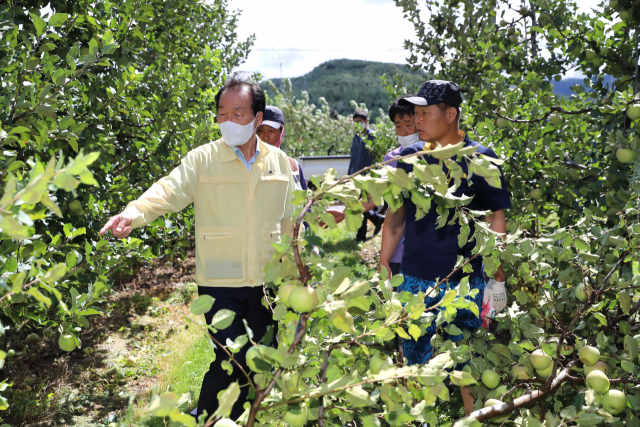 올여름 긴 장마 등으로 사과밭에 탄저병과 갈반병이 확산되는 가운데 김주수 의성군수가 사과밭을 방문, 농민들로부터 애로사항을 듣고 방제비 지원을 약속했다. 의성군 제공