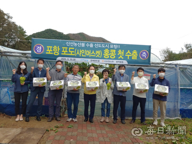 포항지역에서 재배된 고급 청포도 품종 