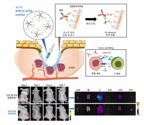 홍합단백질 기반의 국소적 항체전달 플랫폼 이뮤글루(imuGlue). 포스텍 제공