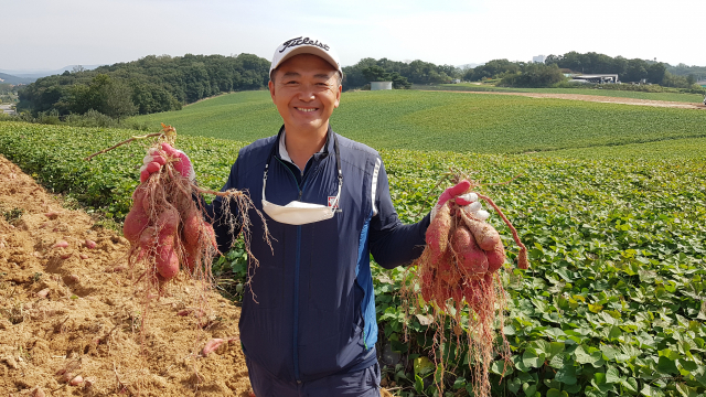 식이섬유와 당도가 높아 땅속의 과일이라고 일컫는 