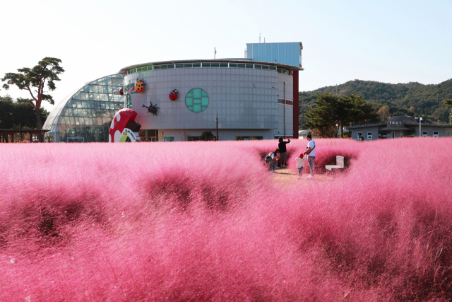 경북 울진군 엑스포공원에 핑크뮬리가 만개했다. 울진군 제공