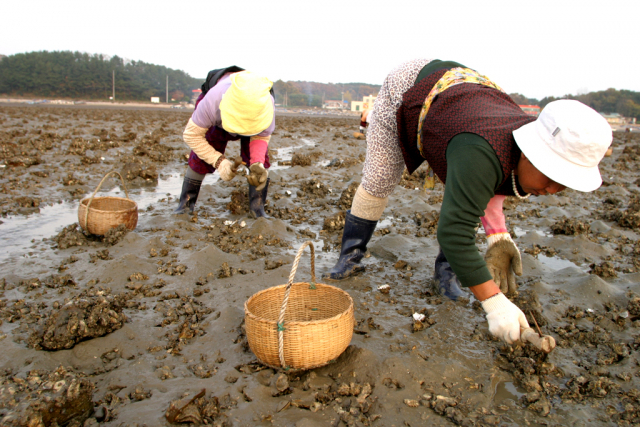 충남 서산시 부석면 간월도리 주민들은 간월도 앞바다에서 이 맘 때쯤부터 내년 3월까지 조새로 굴을 캔다. 사진=서산시 제공