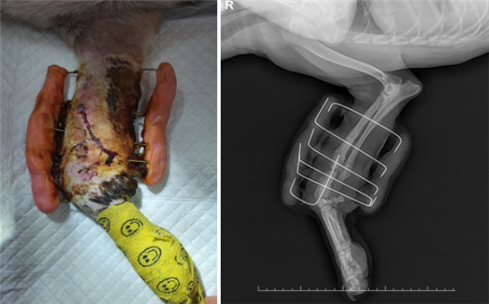 진돌이가 우리 병원에 왔을 때는 이미 골단면의 골융해가 진행되어 인공뼈를 첨가해 재수술해야 정상적인 회복이 가능한 상태로 판단됐다. 내원 당시의 진돌이 앞다리 상황. 탑스동물메디컬센터 제공.