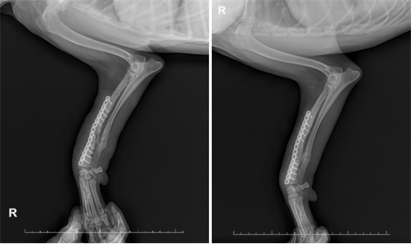 수술 직후 플레이트로 고정된 앞다리의 엑스레이(X-ray) 이미지(왼쪽)와 3주 뒤 확연히 골유합이 안정적으로 진행중인 앞다리 X-ray이미지(오른쪽). 탑스동물메디컬센터 제공.