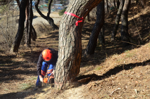 남부산림청이 소나무 재선충병 전량 방제를 목표로 감염목 벌목에 나서고 있는 모습. 남부지방산림청 제공