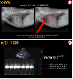 (윗 사진)나나의 X-ray 검사에서 심비대가 관찰되었다. (아랫사진)심장 초음파 검사를 통해 대동맥과 폐동맥 사이에 혈액의 와류를 확인하였다. 나나는 선천성 동맥관개존증 (Patent Ductus Arteriosus, PDA) 환자로 확진되었다. 탑스동물메디컬센터 제공.