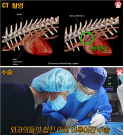 (윗사진)나나는 CT검사 결과 강아지에게서 가장 흔히 관찰되는 type 2 PDA로 확인되었다. (아랫사진)나나의 심장수술 집도 과정. 탑스동물메디컬센터 제공.