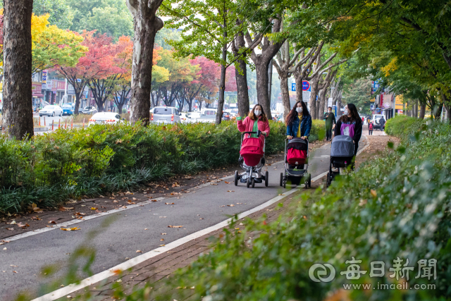 화단 조경수, 남천이 자라 작은 숲을 이뤄 도로 먼지와 소음을 걸러주는 대구 달서구 이곡동 달구벌대로. 김태형 선임기자 thk@imaeil.com