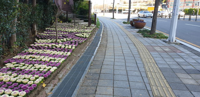 경산시 중앙동은 쓰레기 상습 불법 투기로 몸살을 앓아왔던 도로변을 아름다운 꽃배추 화단으로 탈바꿈시켰다.