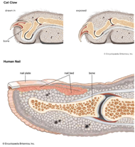 사람 손톱의 해부학적인 구조(아래 그림)와 고양이 발톱의 해부학적인 구조(위 그림). 개와 고양이 발톱은 마지막 발가락 뼈와 연결돼 있어 발톱을 자르는 과정에서 감염이 이루어질 경우 발가락뼈로도 감염이 쉽게 확산될 수 있음을 주의해야 한다. britannica.com 제공.