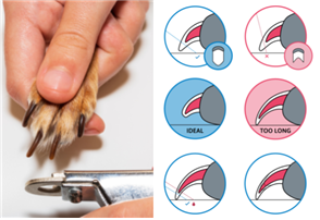 붉은 부위는 혈관과 신경이 분포하는 부위이다. 발톱을 깍는 부위와 절단면 (오른쪽 위). 발톱이 길어지면 혈관과 신경이 분포하는 기저층(Quick of nail)도 길게 자란다. 조그만 잘라도 쉽게 출혈이 발생하는 이유이다. 길게 자란 발톱을 안전하게 잘라줄고 감염을 예방하기 위해서는 수의사의 치료 상담이 필요하다. tractive.com 제공.
