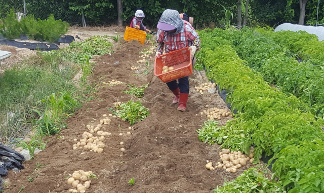 춘기분 보급종 봄 감자를 캐고 있다. 영주시 제공