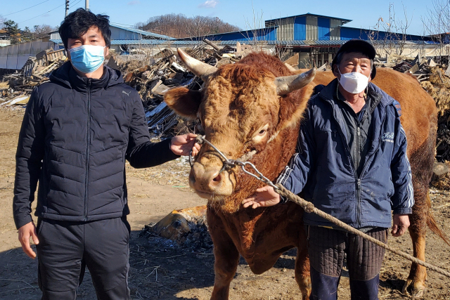 30일 경북 청도 한 우사에서 만난 변수달 조교사와 아버지 변승영 씨가 키우는 싸움소 천리를 소개하고 있다. 이통원 기자. tong@imaeil.com