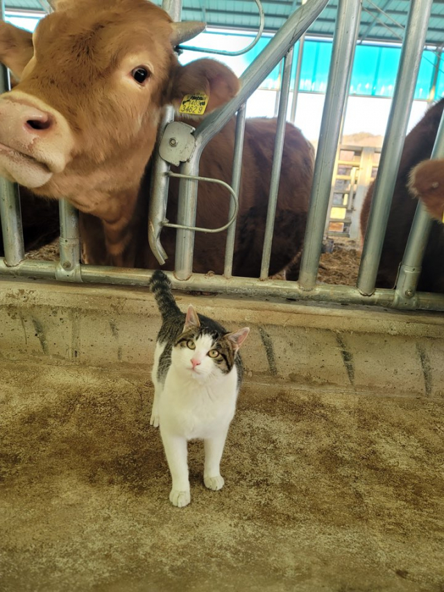 경북 의성 김대혁 씨의 우사에는 고양이 한 마리와 소 24마리가 산다.