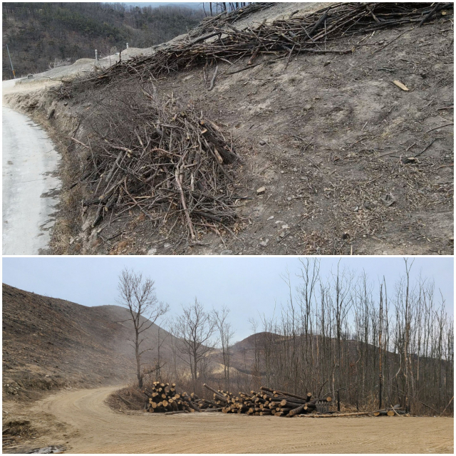 안동 남후면 안동산불 현장에 피해목들이 쌓인 모습. 대부분 가는 잡목이 쌓여있지만, 한쪽에는 낙엽송 등 굵은 나무들이 쌓여 있다. 윤영민 기자