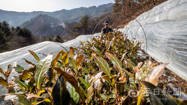 경북 봉화군 소천면 고선리 청옥산 자락. 백두대간우리차연구소 윤여목씨가 재배중인 노지에서 20여 종의 차나무 1만그루가 자라고 있다. 태형 선임기자 thk@imaeil.com