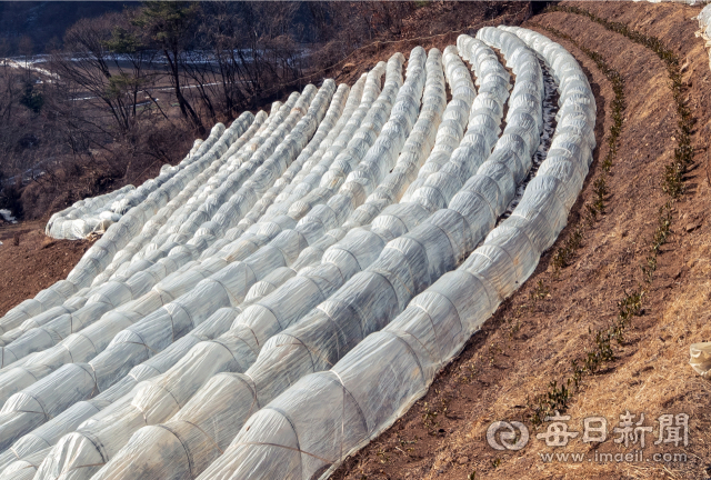 봉화군 청옥산 자락에서 백두대간우리차연구소 윤여목씨가 일군 차밭. 노지에서 키우지만 올해 극심한 한파로 비닐 보온재를 씌웠다. 김태형 선임기자 thk@imaeil.com