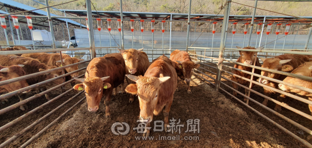 경북 안동에서 태어난 송아지 중 우수한 형질을 따로 분류해 30개월 동안 세밀한 작업을 통해 사육하는 안동비프 사육농가의 모습. 안동봉화축협 제공