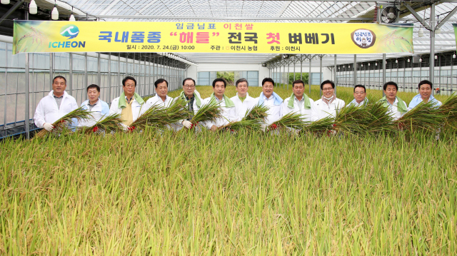 지난해 7월 이천시 호법면 하우스 시범단지에서 해들 품종 벼를 첫 수확하며 풍년을 기원하고 있다. 이천시 제공