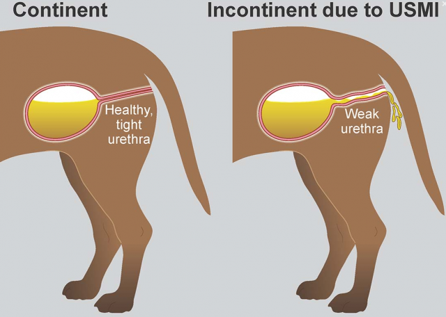 중성화 수술을 받은 암컷 반려견 중에 요도 괄약근의 기능이 약화돼 소변을 흘리는 요실금 증상을 