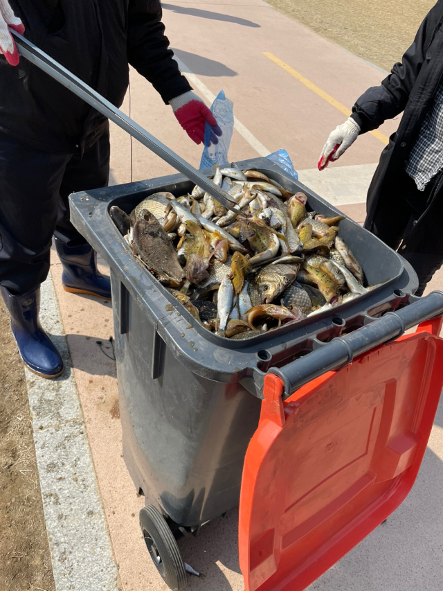 8일 오전 11시쯤 대구 북구청 직원 및 관계자들이 집단 폐사한 물고기 사체를 건져내 폐기물수거용기에 담아놓은 모습. 이영광 인턴기자