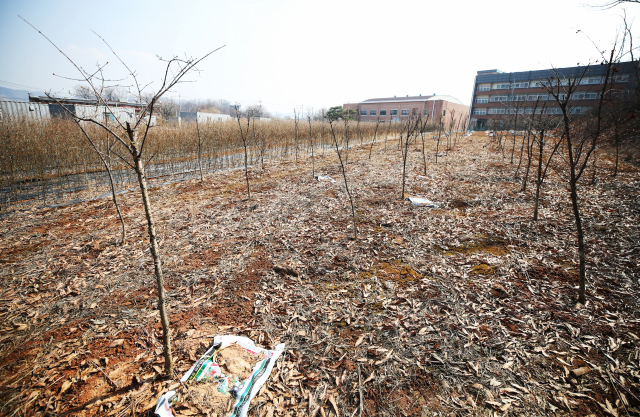 LH 일부 직원들의 광명·시흥 신도시 땅 투기 의혹이 제기된 경기도 시흥시 무지내동의 한 토지에 8일 오후 산수유가 심어져 있다. 연합뉴스