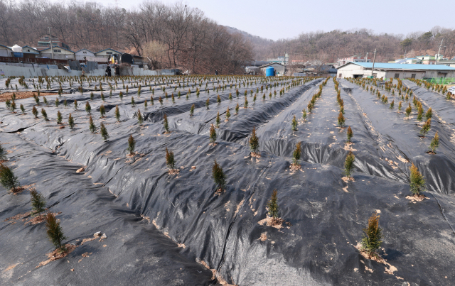 10일 오후 경기 시흥시 과림동의 LH 직원 투기 의혹 토지에 나무 묘목들이 심어져 있다. 연합뉴스