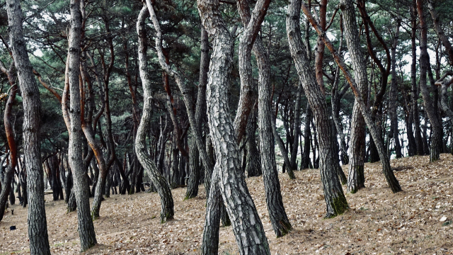 사진 경주 계림을 떠올리게 한 천년 숲의 소나무 숲