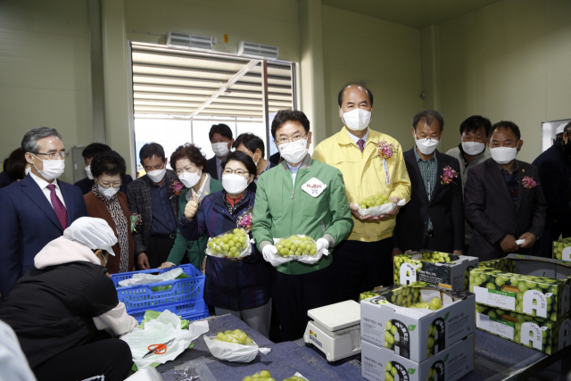 경북도농업기술원과 상주농업기술센터는 지난 19일 상주시 모동면 애이플영농조합 유통집하장에서 샤인머스켓 6개월 저장기술 개발 현장평가회를 열었다. 이철우 경북도지사와 강영석 상주시장, 임이자 국회의원이 샤인머스켓을 안고 기념촬영을 하고 있다. 상주시 제공