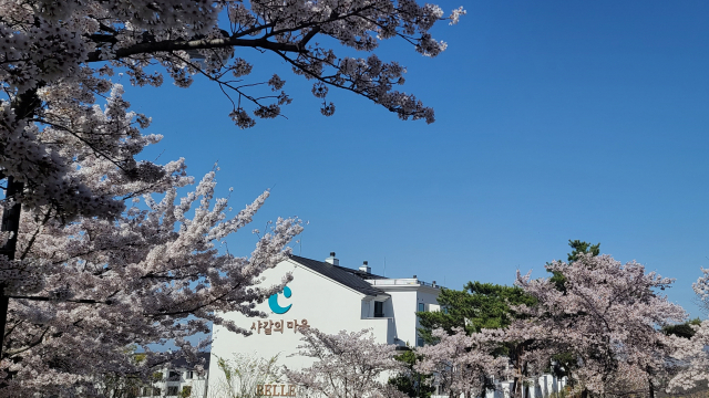 벚꽃 만개한 경북 경산 평산동 샤갈의 마을 풍경