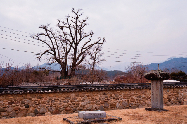 영주 내죽리 은행나무. 경북도 제공