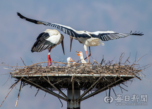수컷 