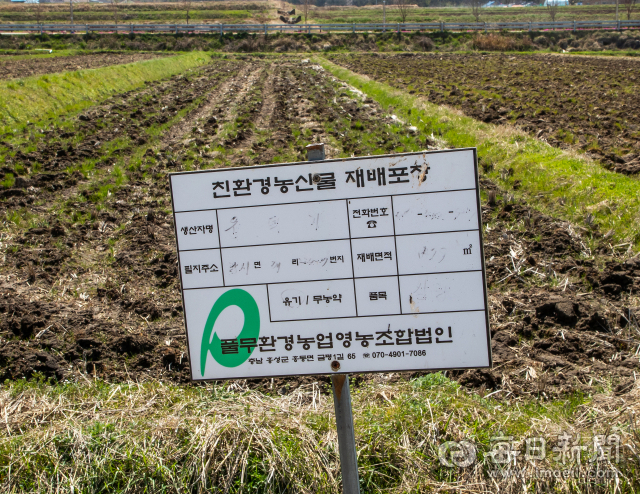 무농약에 유기농 비료를사용해 친환경 벼를 재배하는 황새마을 들판. 김태형 선임기자 thk@imaeil.com