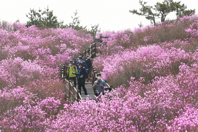 대구 달성군 유가읍 용리 비슬산 참꽃 군락지. 달성군 제공