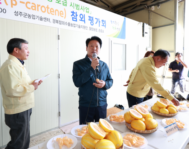 베타카로틴 성주참외 평가회 참석자들이 시식 후 의견을 교환하고 있다. 성주군 제공