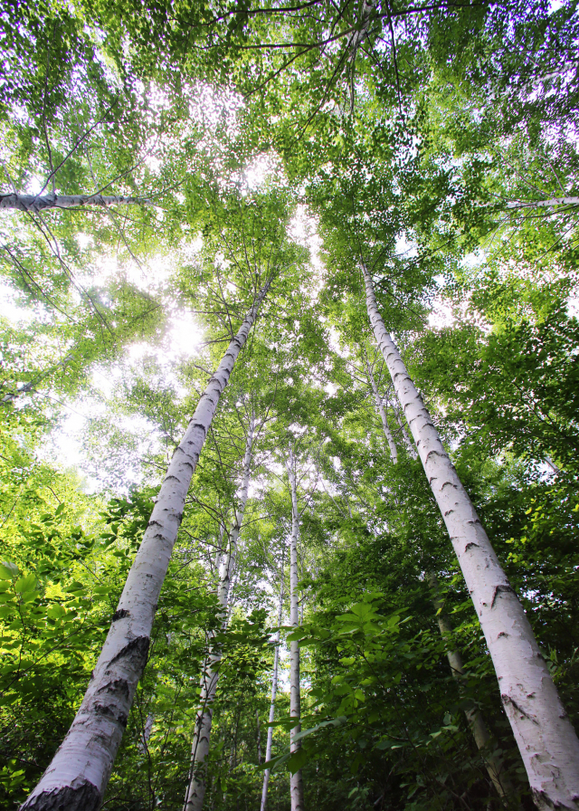 영양군 수비면 죽파리에 있는 자작나무 숲은 평균수고 20m로 전국 최대 규모를 자랑한다. 영양군 제공