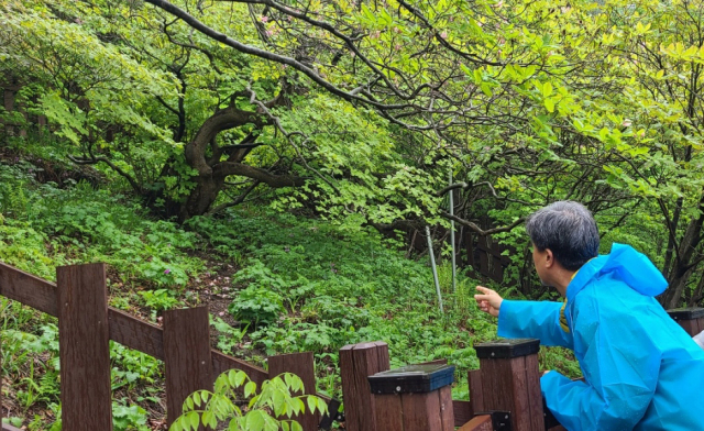 조병철 남부산림청장이 봉화 우구치에서 자라고 있는 550년생 보호수인 철쭉의 생육환경을 살피고 있다. 남부지방산림청 제공