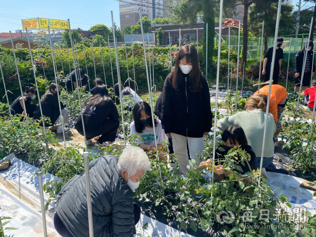 장산중학교 사랑실은 봉사단 학생들이 홀몸노인들과 함께 채소 등을 재배하는 텃밭 가꾸기를 하고 있다. 장산중 제공