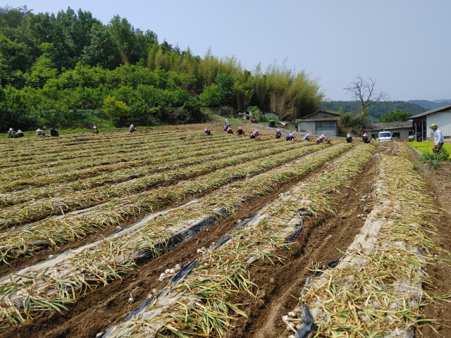 지난달 31일 대구 대봉1동 통장협의회 회원들이 이방면 들녘에서 일손돕기를 했다. 이방면 제공