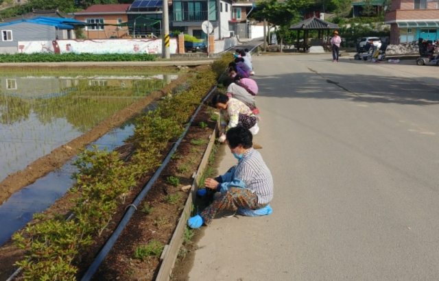 꽃길과 꽃밭 협약체결마을 주민들이 꽃을 심고 있다. 창녕군 제공