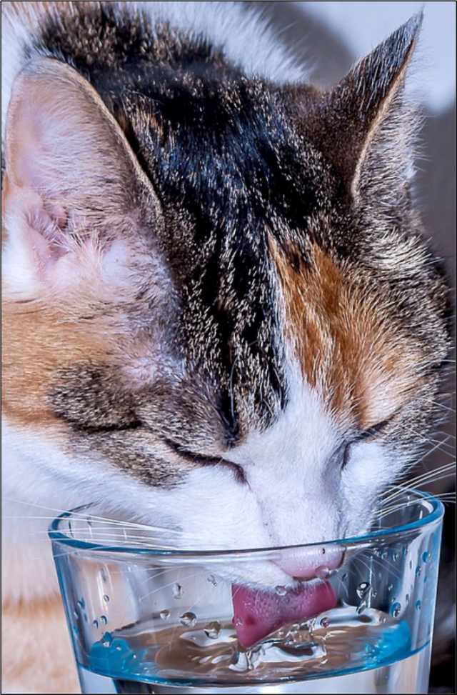 고양이가 혀를 이용해 물을 먹을 때는 혓바늘이 물과의 접촉 표면을 넓혀주어 물을 튀기지 않으면서도 정갈스럽게 물을 마시는 역할도 한다고 한다. pixabay