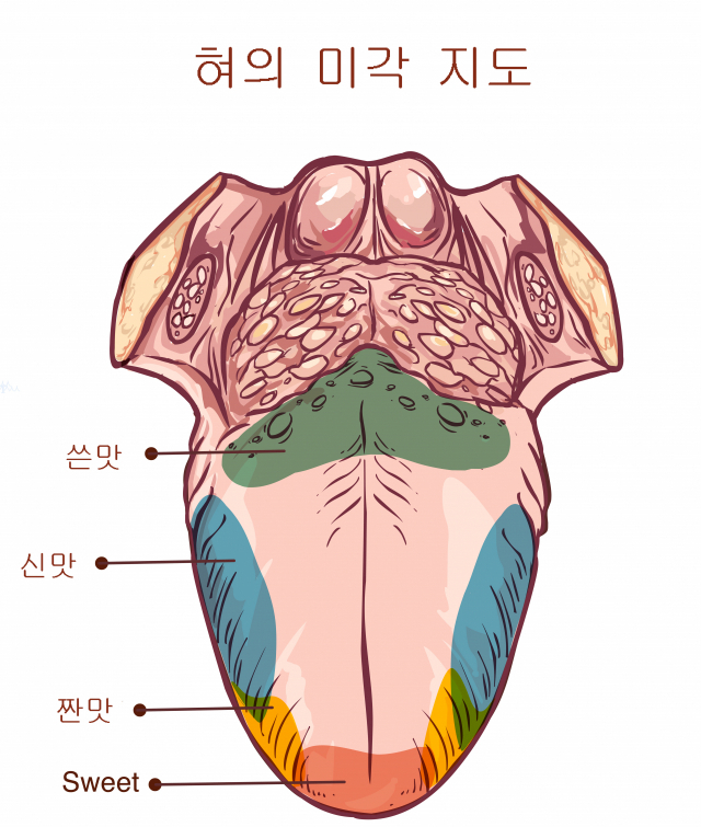 혀의 미각 지도