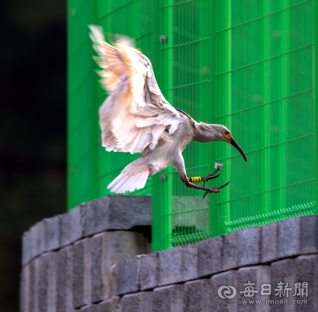 9일 오전 첫 비행에 나선 새끼 따오기(71X)가 둥지 인근 담장에 내려 앉고 있다. 김태형 선임기자 thk@imaeil.com