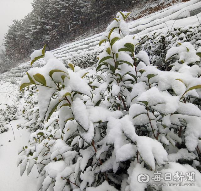 눈이 내린 한 겨울에도 푸른 잎을 간직한 봉화 백구대간우리차연구소 시험재배지 차나무.〈사진=윤여목 대표 제공〉