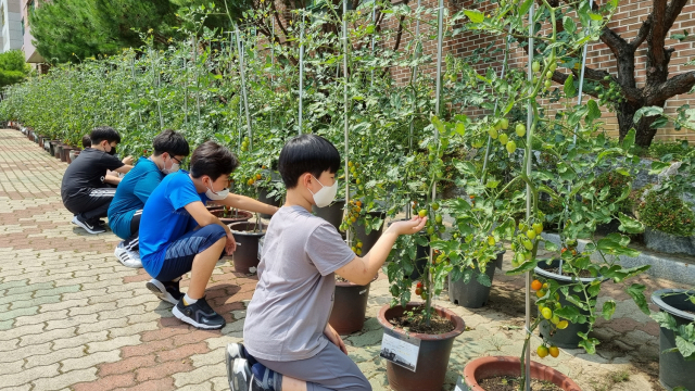 논공초등학교는 전교생이 방울토마토 기르기 프로젝트에 참여하고 있다. 친환경 농업의 중요성을 배우며 실천, 기록하는 프로그램이다. 대구시교육청 제공