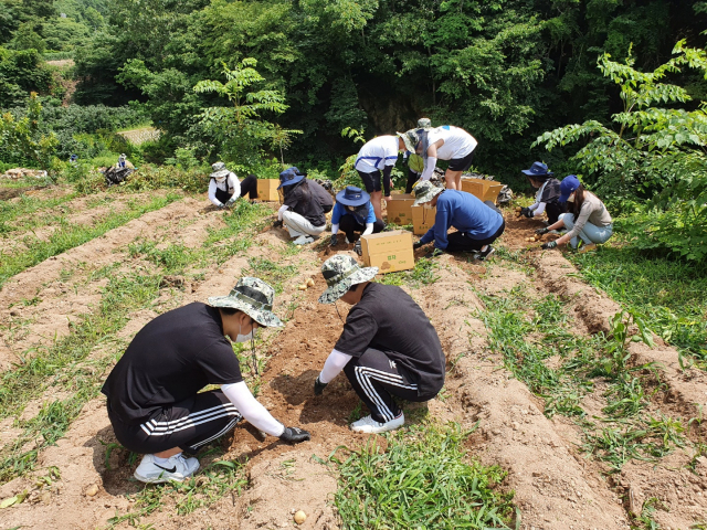 경북 경주지역 대학생 농촌봉사단원들이 지역 농가를 찾아 농촌 일손돕기 봉사활동을 하고 있다. 농협경주시지부 제공