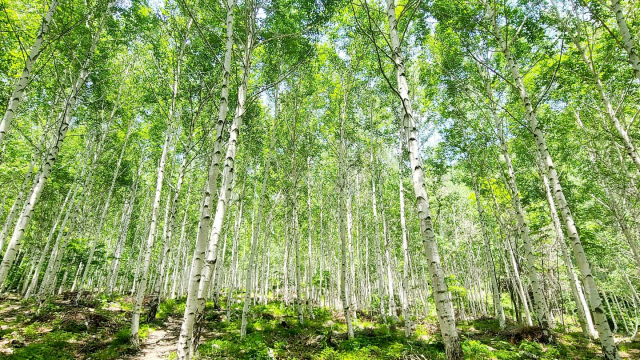 영양군 수비면 죽파리 검마산에 조성된 자작나무 숲이 경북 최고의 언택트, 치유 산림 관광자원으로 자리잡고 있다. 이곳은 30.6ha에 이르는 숲에 20여m의 자작나무들이 빼곡히 들어서 30년 동안 감추었던 모습을 최근 선보이고 있다. 엄재진 기자