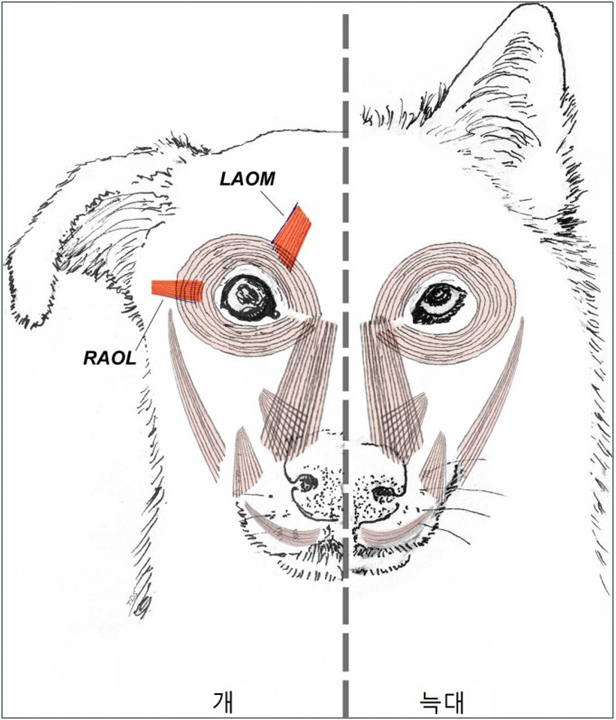 영국 포츠머스 대학의 Juliane Kaminski의 연구에 따르면 수 천년에 걸쳐 개의 눈썹 근육은 극적으로 발달하였다고 주장한다. 개는 눈썹 주변의 근육들을 발달한 덕분에 개의 눈은 늑대에 비해 크고 둥글게 보여지며, 흰자위를 더 많이 노출시키면서 흡사 인간의 눈을 닮아가는 듯하다.