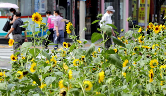 25일 오후 대구 지하철 중앙로역 인근 화단에 조성된 해바라기가 코로나19에 지친 시민들을 위로하듯 노랗게 꽃을 피웠다. 김영진 기자 kyjmaeil@imaeil.com